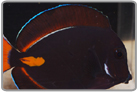 Pearl-Eye Clarkii Clownfish - Tank Raised
